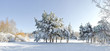 trees in snow