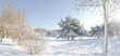 trees in snow