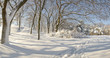trees in snow