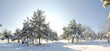 trees in snow