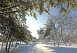 parkway in the snow