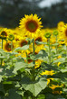 girasoli
