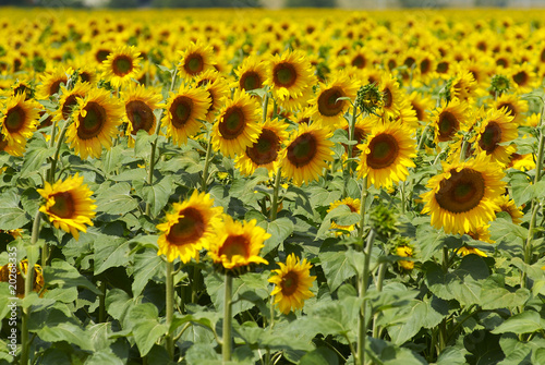 girasoli