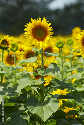 girasoli