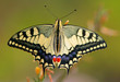 Papilio machaon butterfly on flower