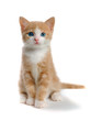 Kitty