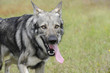 Wolfshund mit heraushängender Zunge