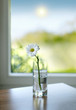 flower and sun