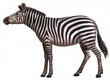 Animal zebra