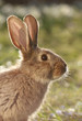 Photo: wild hare wild hare