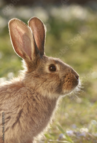 Photo: wild hare wild hare