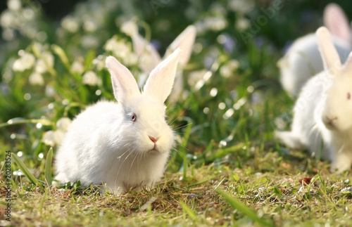Photo: white rabbits on green meadow white rabbits on green meadow