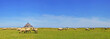 salted lamb on pasture. Mont Saint Michel in the background salted lamb on pasture. Mont Saint Michel in the background