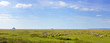salted lamb on pasture. Mont Saint Michel in the background salted lamb on pasture. Mont Saint Michel in the background