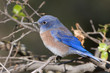 Western Bluebird