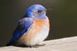 Western Bluebird on a Rail
