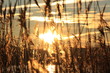 Morgengold