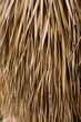 Dried palm tree leaves tropical house roof Dried palm tree leaves tropical house roof