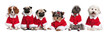 Group of dogs dressed as Santa Claus