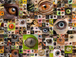 Montage of animal eyes Montage of animal eyes