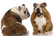 funny dog fight