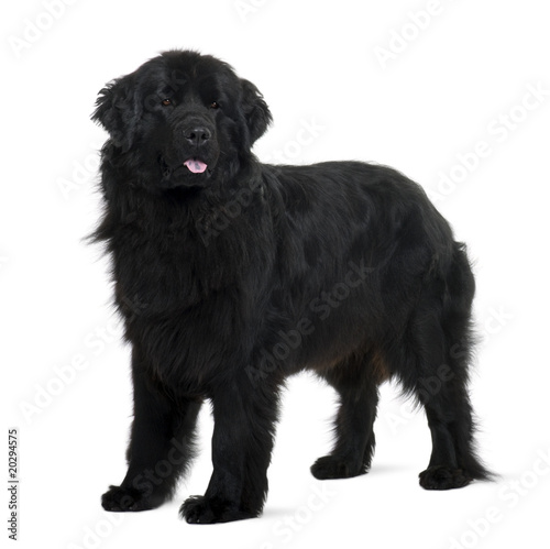 Photo: Newfoundland puppy, standing in front of white background Newfoundland puppy, standing in front of white background