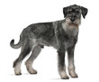 Standard Schnauzer, standing in front of white background