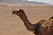 Offroad in the desert 8