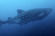 Whale Shark.Tiburón Ballena . Darwin Island.Galápagos.Ecuador