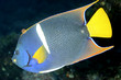 Angelfish. Galápagos Islands.Ecuador