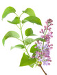 lilac flower background