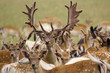Foto: hirsch4 hirsch4