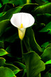 single white calla lily with many leave single white calla lily with many leave