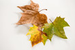 Foto: Herbst,Ahornblaetter auf weiss Herbst,Ahornblaetter auf weiss