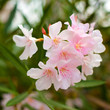 pink bush flowers on a green leaves background pink bush flowers on a green leaves background