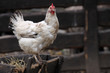 Weißes Huhn auf einem Strohwagen