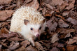 Pygmy hedgehog