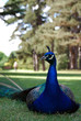 Der Pfau im Park