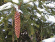 Cone Cone