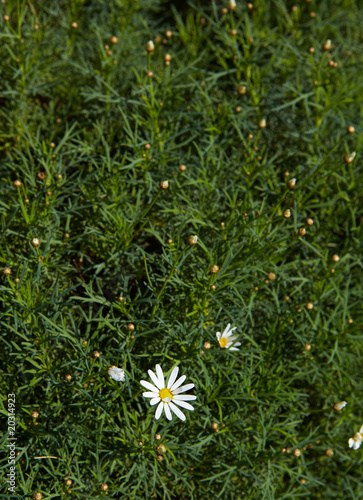 Photo: Small white flower Small white flower