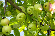 Ripe apples.