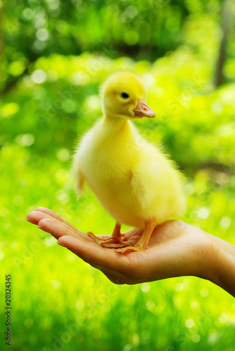 gosling in hand