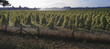 crops