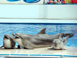 Dolphins