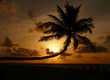 tramonto sulla spiaggia con palma
