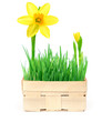Spring in a basket