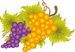 Vector: Grape vector Grape vector
