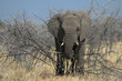 Foto: Elefant - Dornenbusch Elefant - Dornenbusch