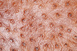 Fake crocodile leather texture