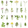 Herb Leaf and Flower Collection